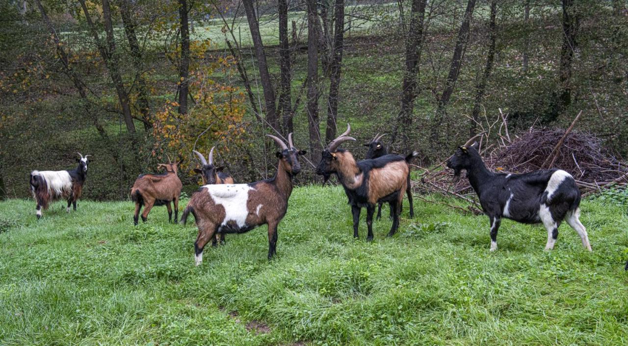 Agriturismo Il Bardellino Fivizzano Exteriér fotografie