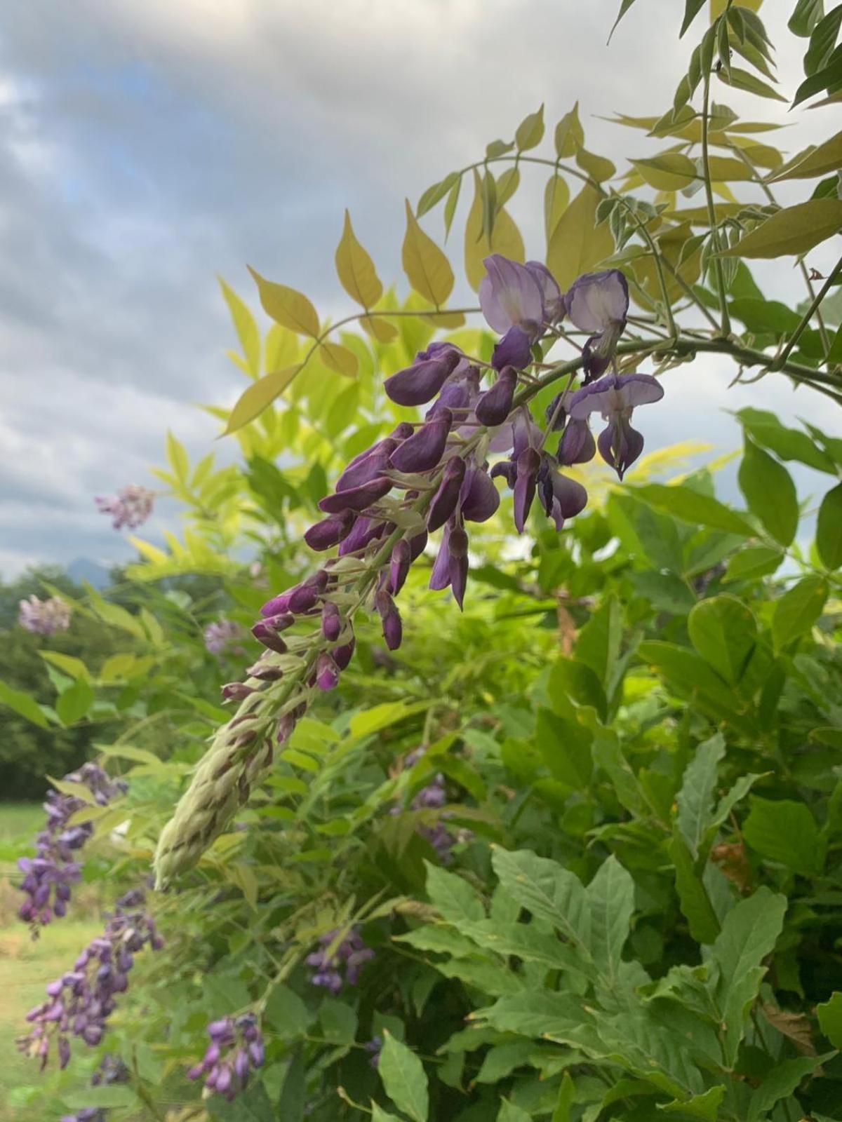 Agriturismo Il Bardellino Fivizzano Exteriér fotografie
